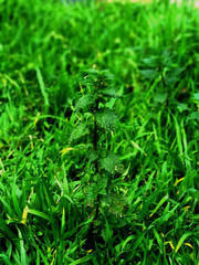 Green fresh nettle bushes 