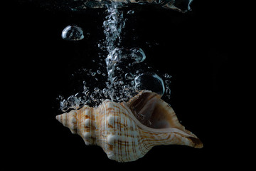 Cockleshell on a black background. Shell in the water. Aquarium with shells.