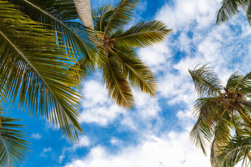 Palms on the sky