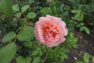 Rose bush with one pink flower in September