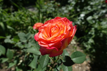 Closeup of pink and yellow flower of rose
