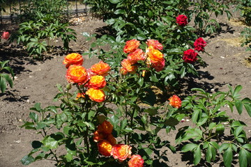 Yellow and pink flowers of rose in June