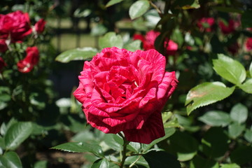 Rose bush with striped red flowers in June