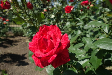 Single flower of red striped rose in June