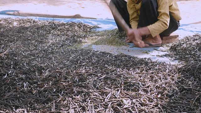 Manual crushing of dried beans with a wooden stick (close-up)