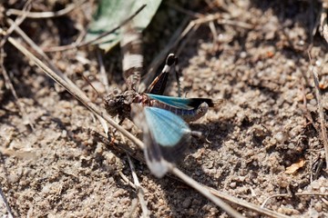  Blue-winged grasshopper, Oedipoda caerulescens