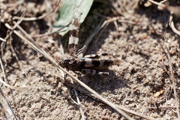  Blue-winged grasshopper, Oedipoda caerulescens