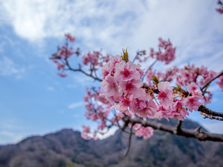 【静岡県伊豆の国市】満開の桜【城山桜】