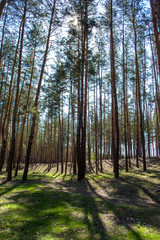 Obraz premium Spring renewed forest in the morning.