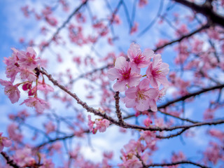 【静岡県伊豆の国市】満開の桜【城山桜】