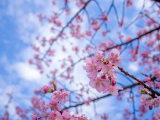 【静岡県伊豆の国市】満開の桜【城山桜】