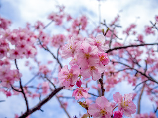 【静岡県伊豆の国市】満開の桜【城山桜】