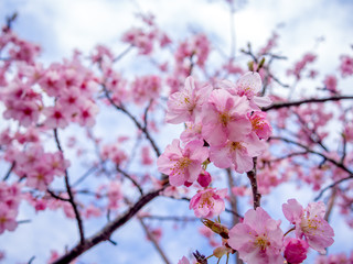 【静岡県伊豆の国市】満開の桜【城山桜】