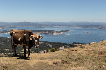 Vaca en Galicia