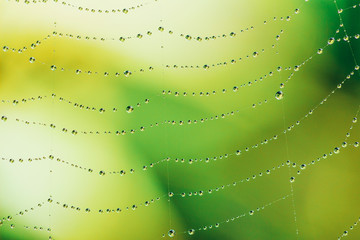 macro photo of water drop on web on yellow green natural background, selective focus
