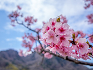 【静岡県伊豆の国市】満開の桜【城山桜】
