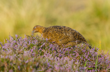 Red Grouse (Lagopus lagopus) in natural habitat of heather, grasses and reeds on Grouse Moor.  Horizontal