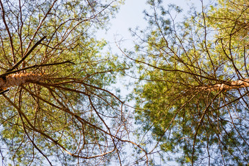 Pine trees bottom up view.