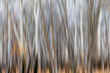 Natural forest with black and white birch trees without leaves in winter