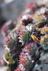 Hauswurz (Sempervivum)