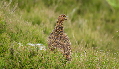 Red Grouse (Lagopus lagopus) in natural habitat of heather, grasses and reeds on Grouse Moor.  Horizontal