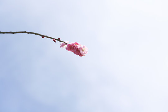 一枝 Images – Browse 391 Stock Photos, Vectors, and Video | Adobe Stock