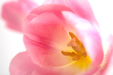 Fototapeta na wymiar Spring flowers. Pink blooming tulips close up.