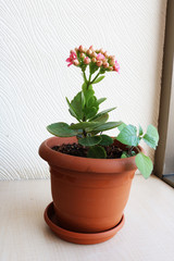 Flowers in pot on window sill