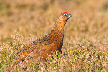 Red Grouse (Lagopus lagopus) in natural habitat of heather, grasses and reeds on Grouse Moor.  Horizontal