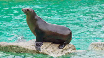 Seal sitting on rock at sea water