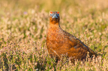 Red Grouse (Lagopus lagopus) in natural habitat of heather, grasses and reeds on Grouse Moor.  Horizontal