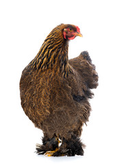  brahma chicken isolated