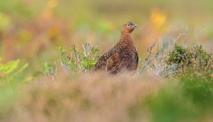 Red Grouse (Lagopus lagopus) in natural habitat of heather, grasses and reeds on Grouse Moor.  Horizontal