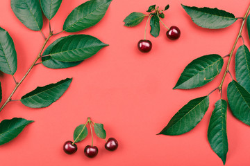 Leaves, berries of cherry tree on red background