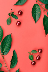 Leaves, berries of cherry tree on red background