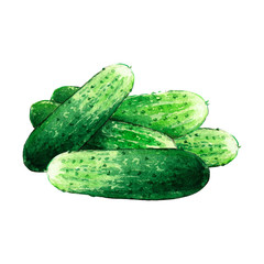 cucumber watercolor illustration on white background