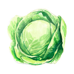 cabbage watercolor illustration on white background