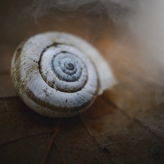 snail in the nature