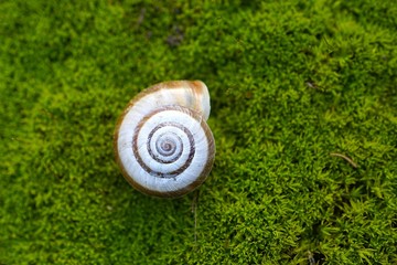 snail in the nature