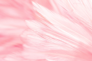 Pink bird feathers in soft and blur style, Fluffy pink feather background