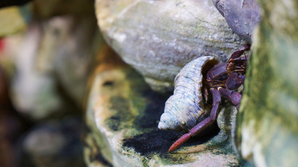 hermit crab crawling out of water