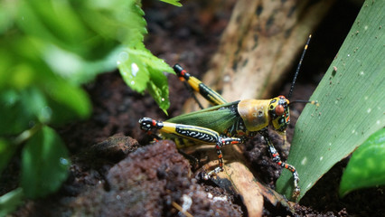 Colorfull grass hopper on soil