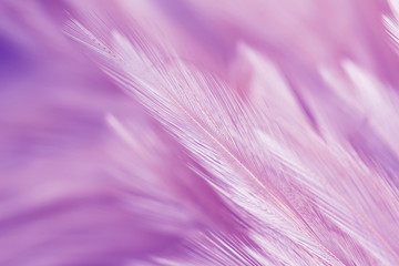 Obraz premium Fioletowe pióra z kurczaka w stylu miękkim i rozmycie tła