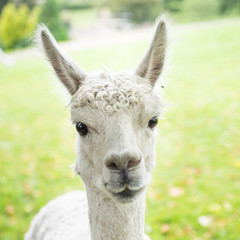 Cute and Sheared Lllamas in English countryside.