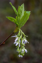Spring flowers of Indian Plum (Oemleria cerasiformis). The fruit turns orange and then black when fully developed.