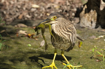 Night Heron (Nycticorax nycticorax) 