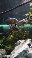 piranhas swimming in swarm amazonas