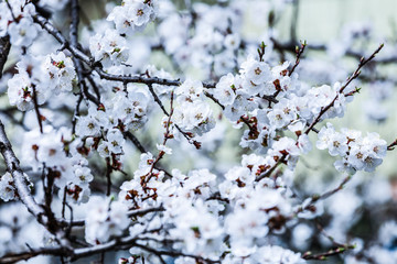 Apricot tree flower seasonal floral nature background