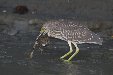 Night Heron (Nycticorax nycticorax) 