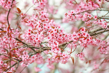 Wild Himalayan Cherry Blossoms in spring season (Prunus cerasoides), Sakura in Thailand, selective focus, Phu Lom Lo, Loei, Thailand.